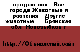 продаю лпх - Все города Животные и растения » Другие животные   . Брянская обл.,Новозыбков г.